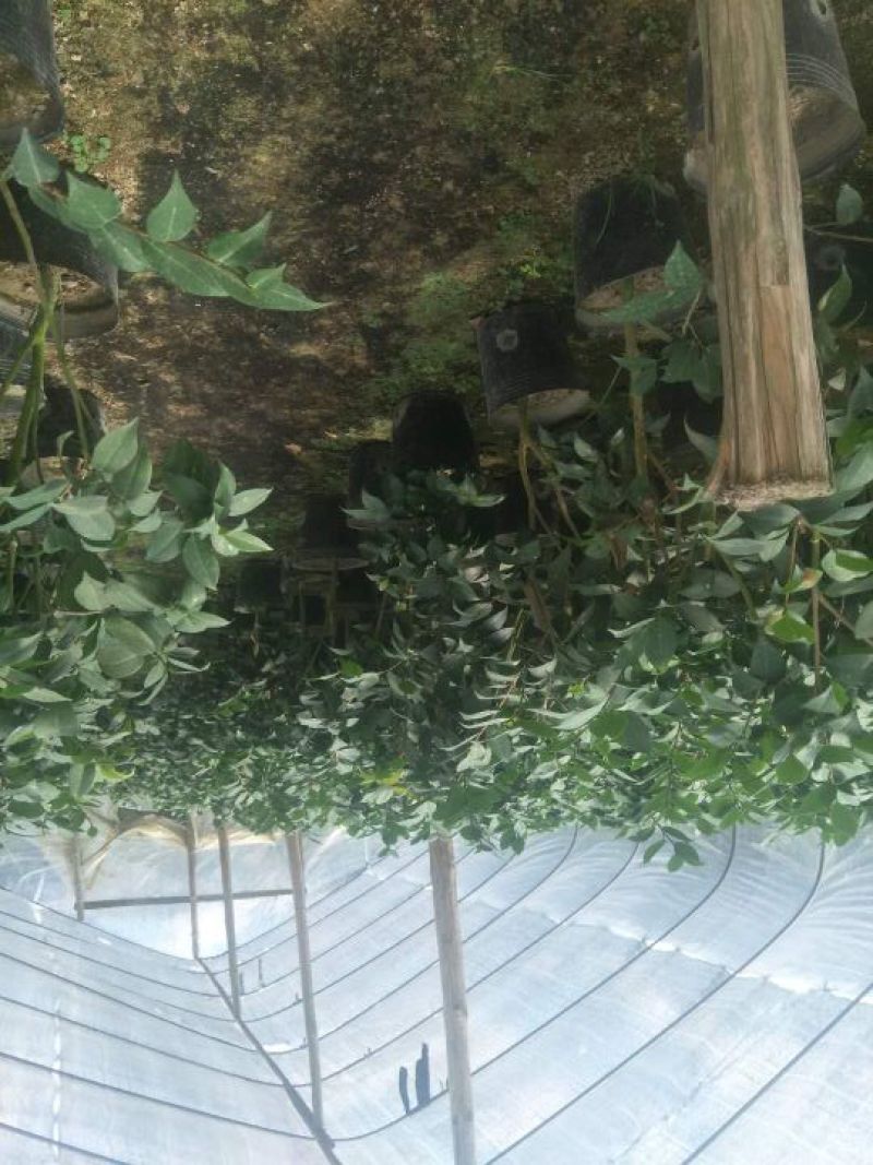 茶花杯苗