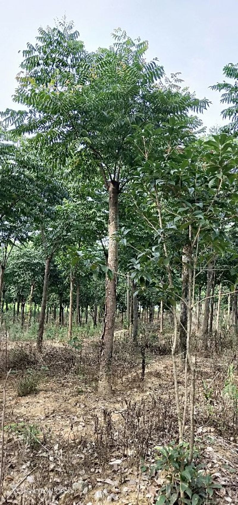 栾树南栾北栾！黄山栾！截杆发冒！原生栾树