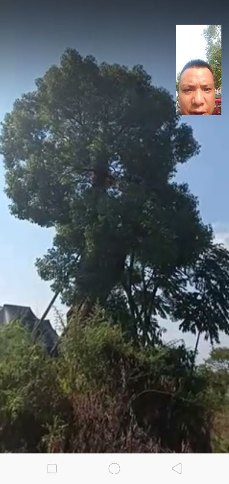 香樟骨架绿化工程种苗用苗袋苗杯苗！大小叶