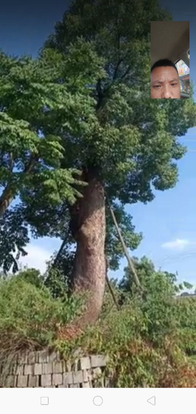 香樟骨架绿化工程种苗用苗袋苗杯苗！大小叶