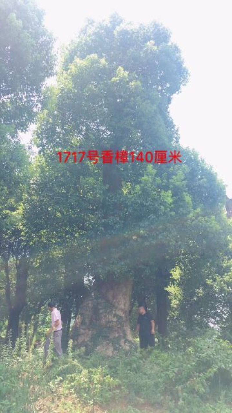 香樟骨架绿化工程种苗用苗袋苗杯苗！大小叶