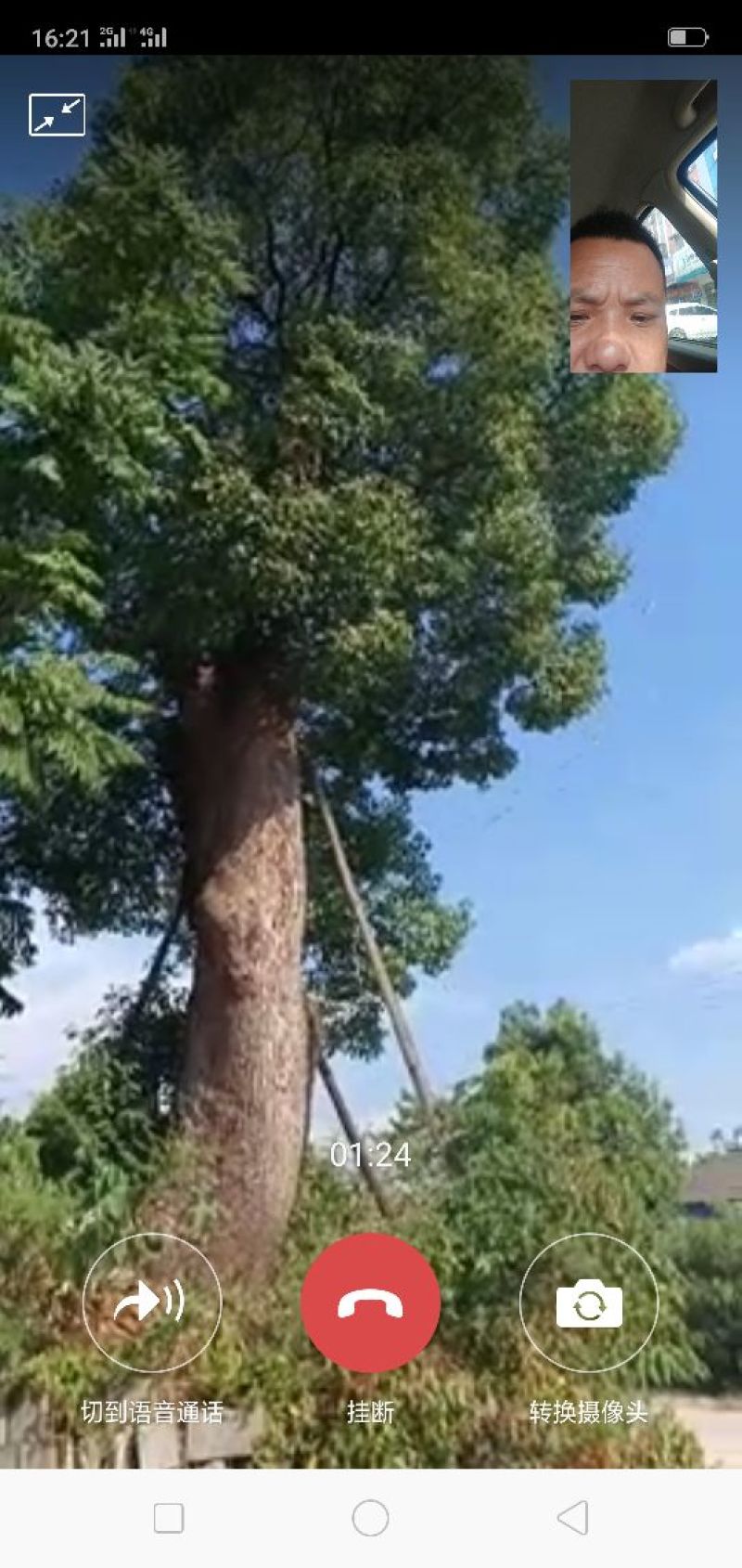 香樟骨架绿化工程种苗用苗袋苗杯苗！大小叶
