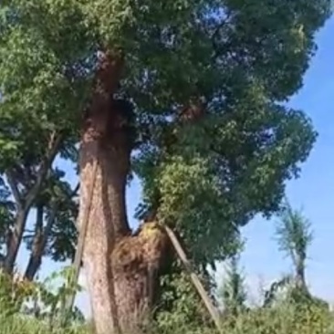 香樟骨架绿化工程种苗用苗袋苗杯苗！大小叶