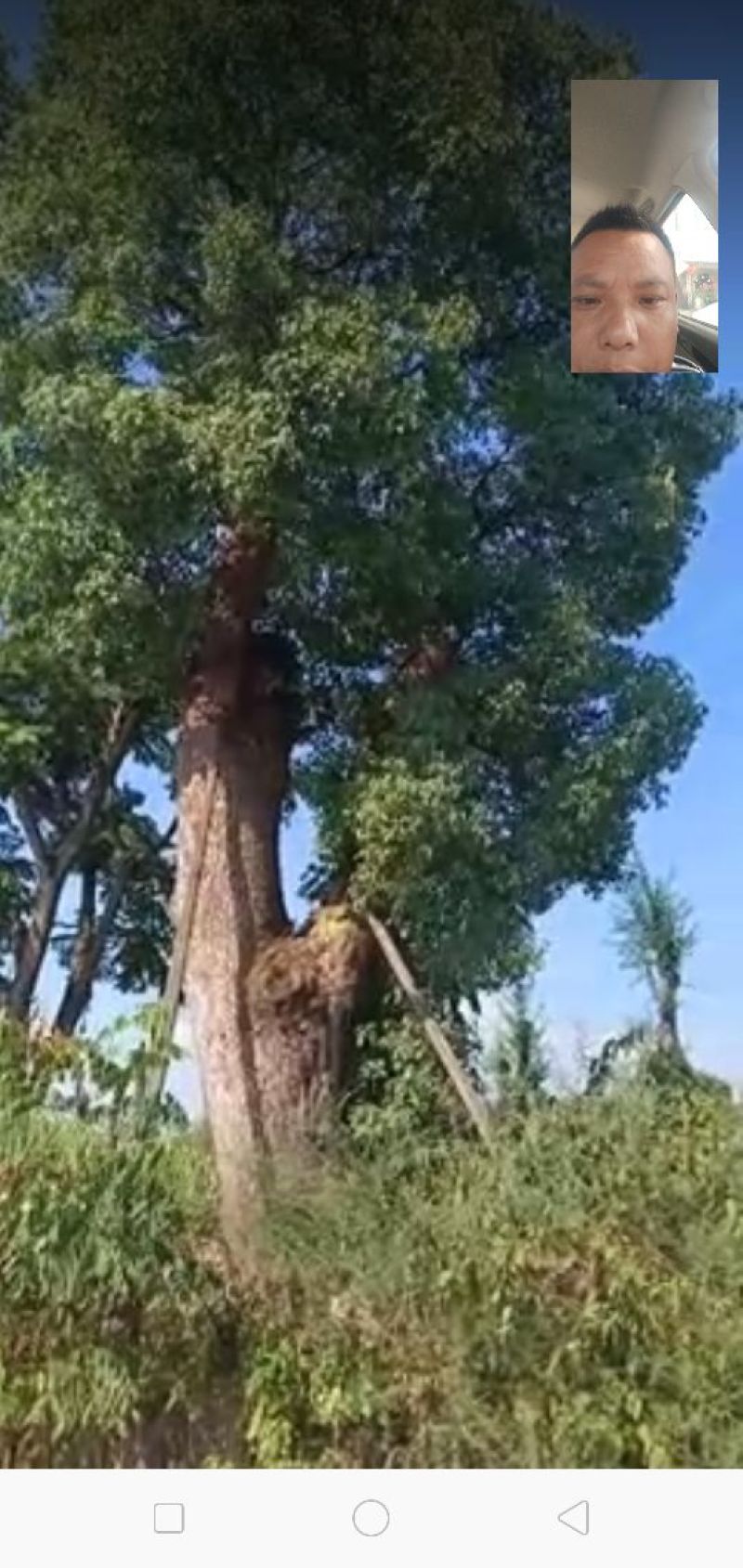 香樟骨架绿化工程种苗用苗袋苗杯苗！大小叶