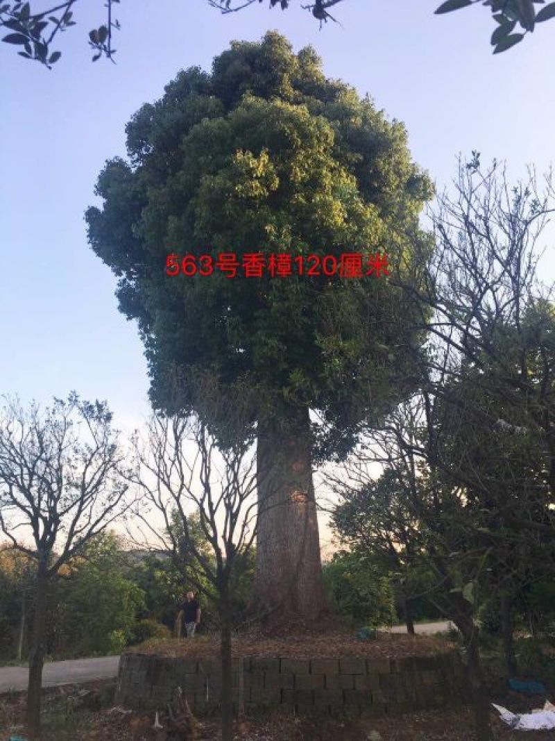 香樟骨架绿化工程种苗用苗袋苗杯苗！大小叶