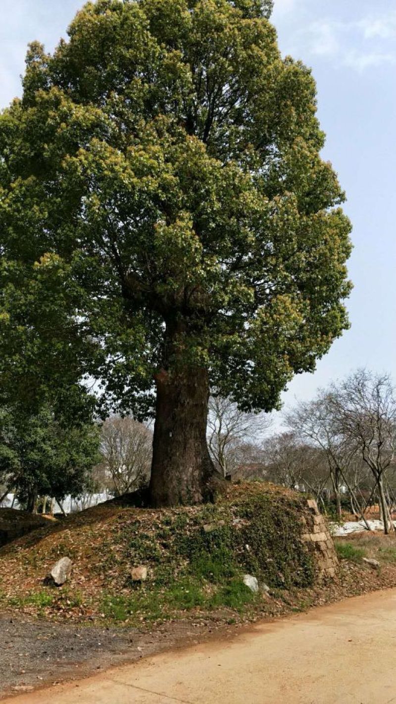 香樟骨架绿化工程种苗用苗袋苗杯苗！大小叶