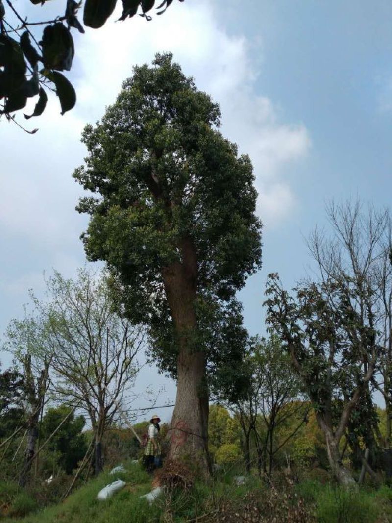 香樟骨架绿化工程种苗用苗袋苗杯苗！大小叶