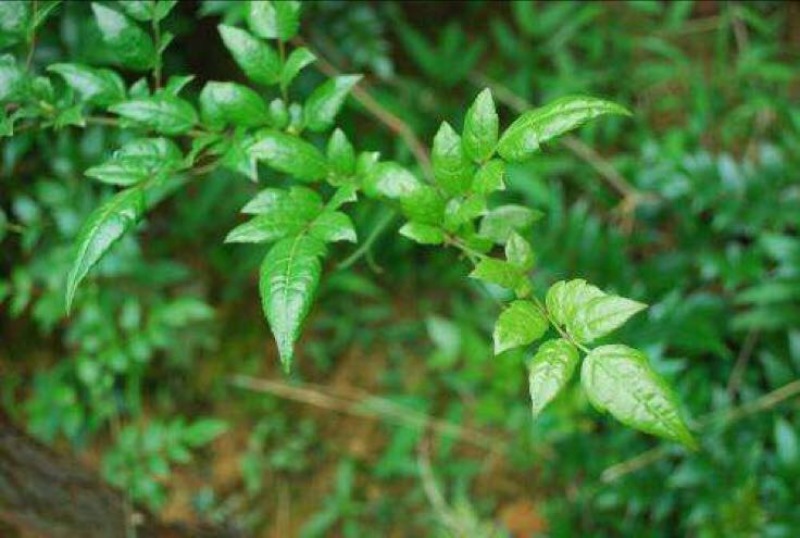 藤茶特级