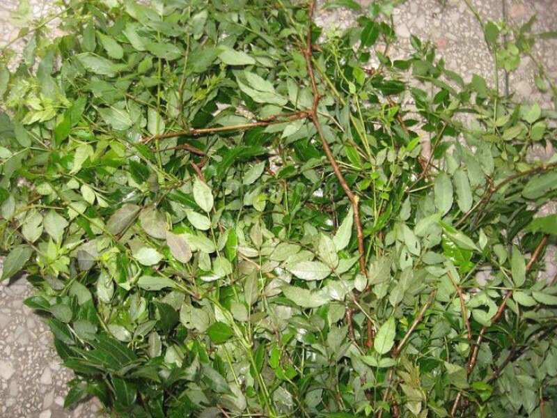 藤茶特级