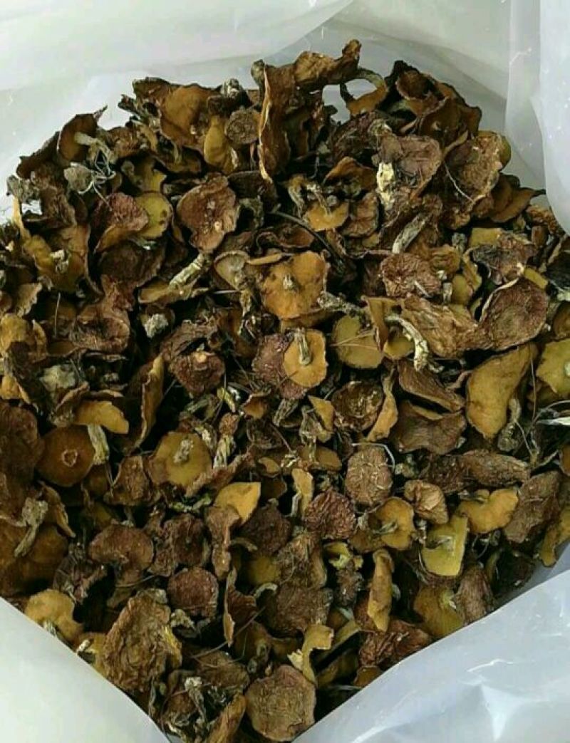 大量供应纯野生松蘑。