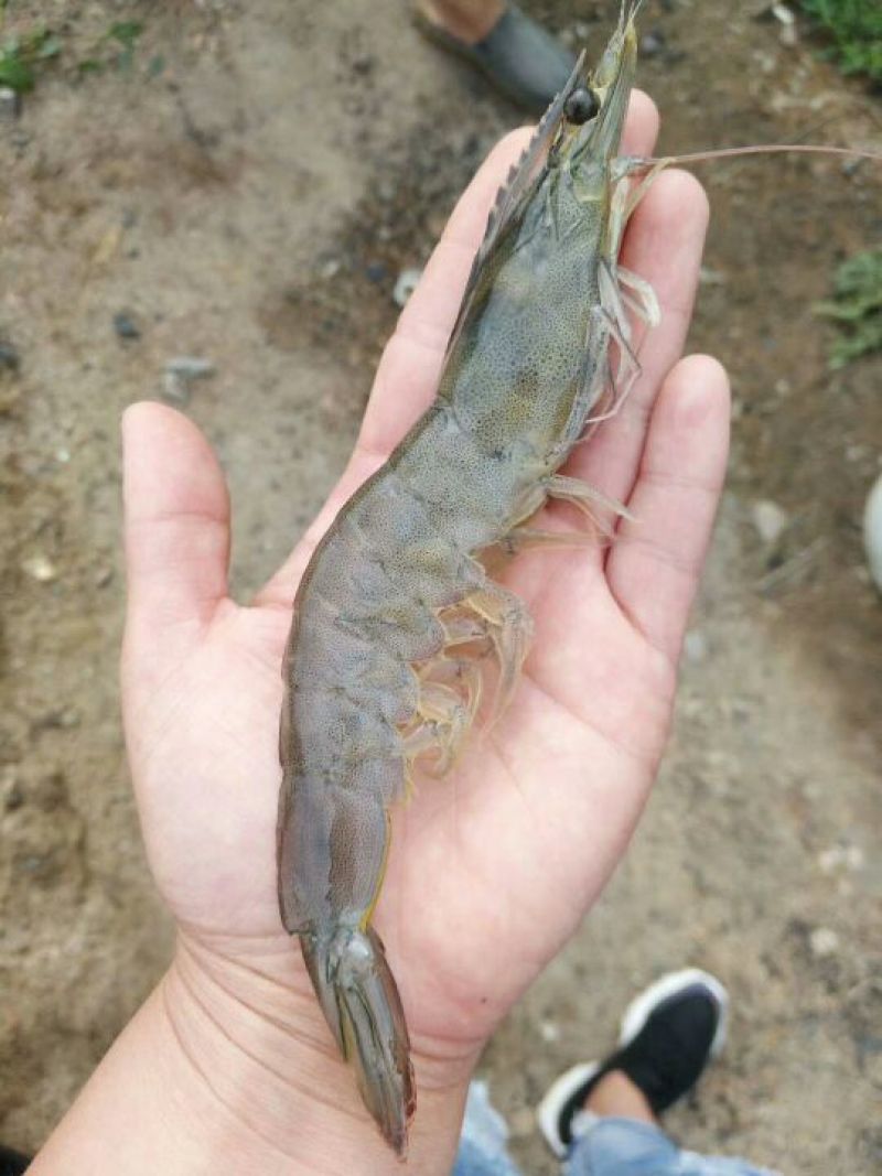 南美大虾