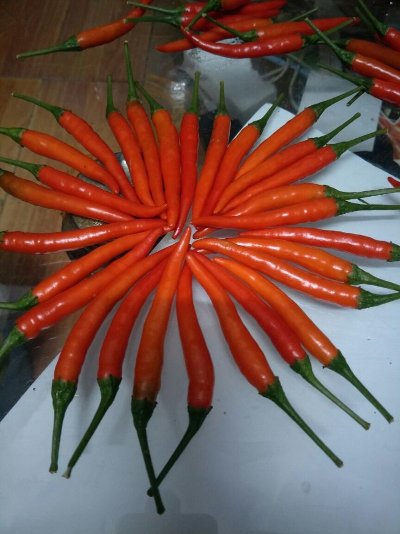 艳红辣椒