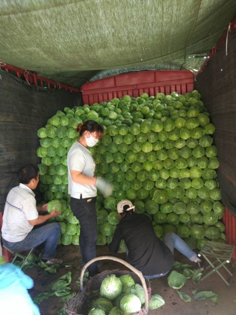 大量甘蓝以上市有需要的老板请联系本人长年