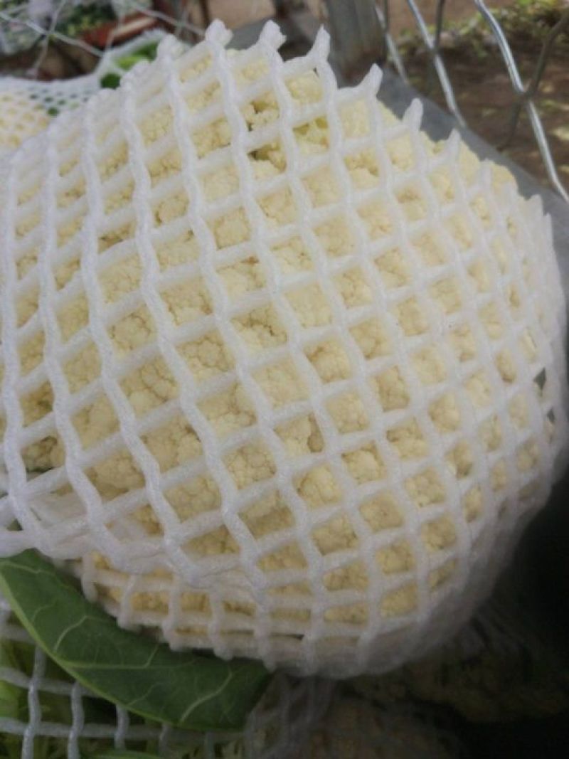 菜花适中乳白2斤