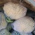 菜花适中乳白2斤