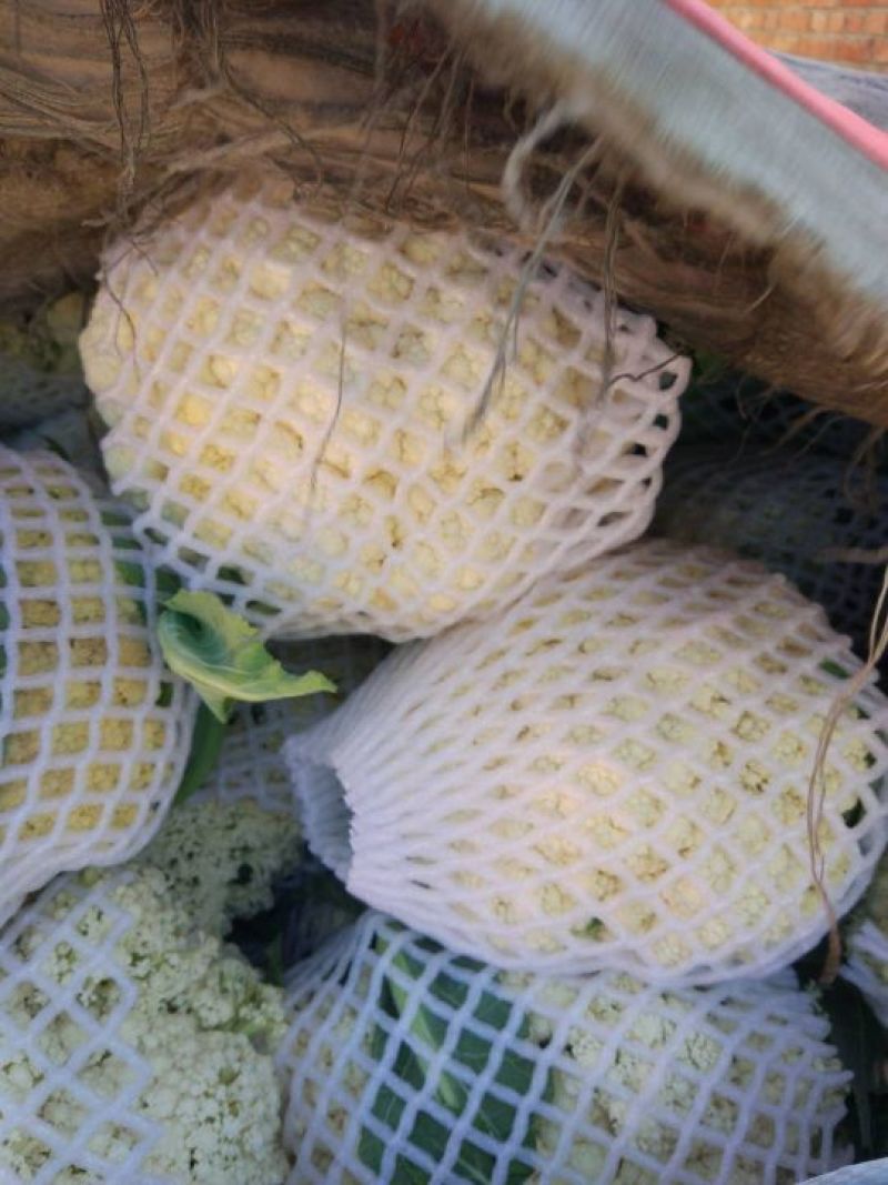 菜花适中乳白2斤