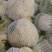 菜花适中乳白2斤