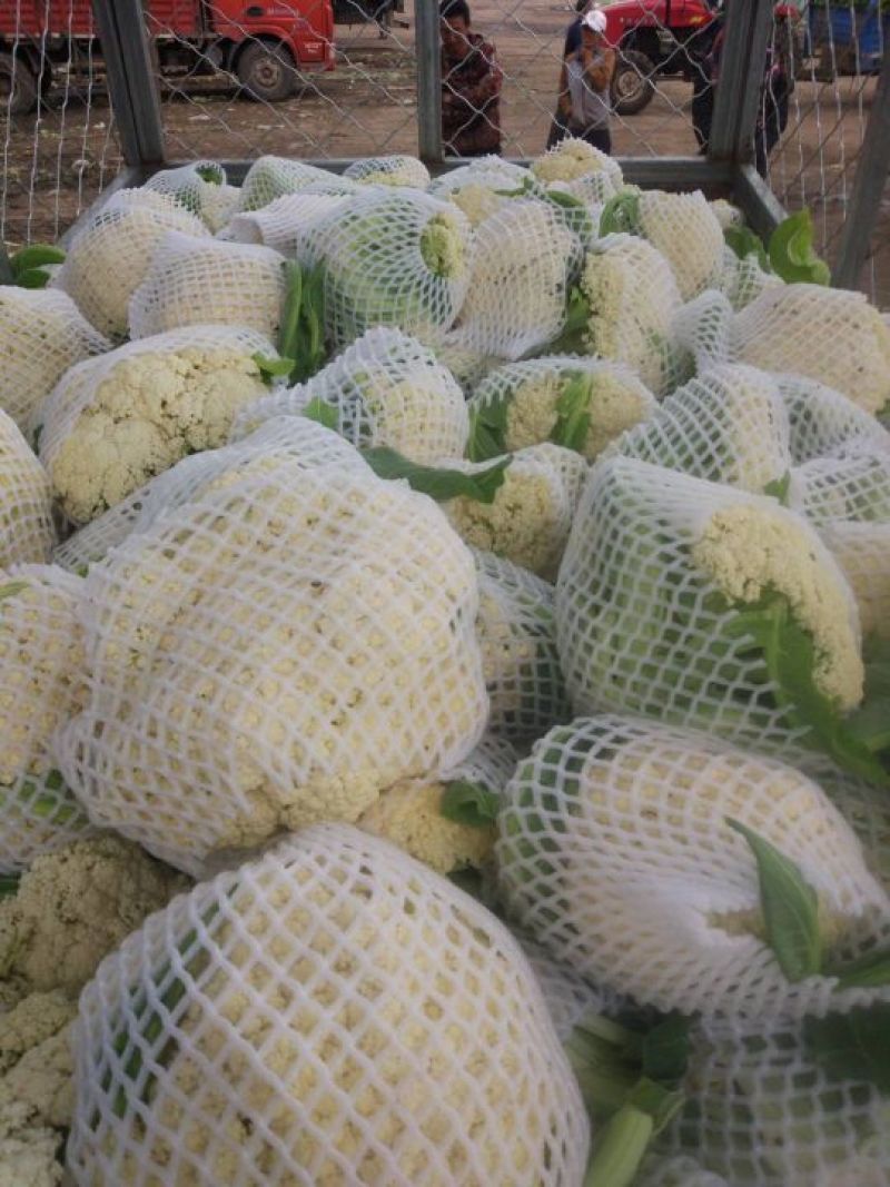 菜花适中乳白2斤