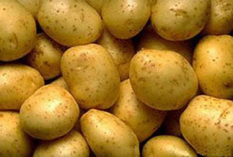 精品小土豆:质优价廉无伤残无青头无虫眼。