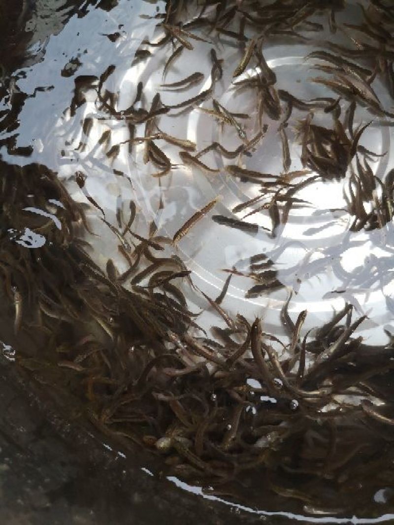 台湾泥鳅