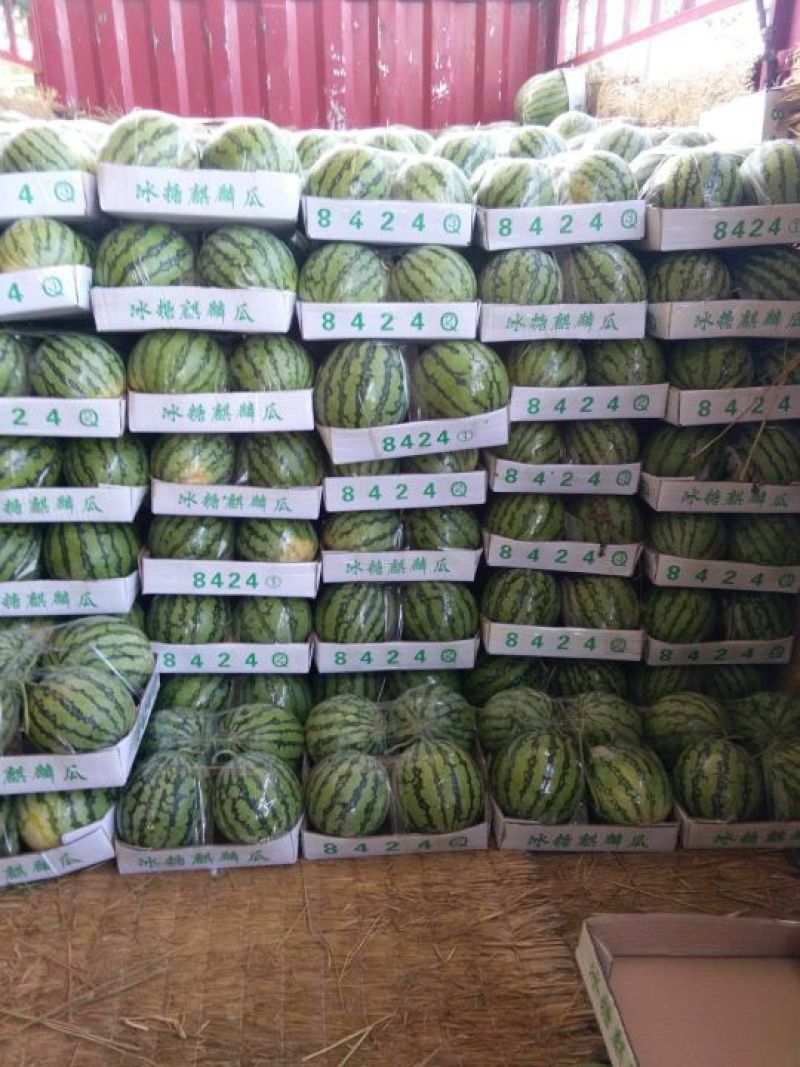 优质一茬美都西瓜味甜多汁个头匀称品质上乘