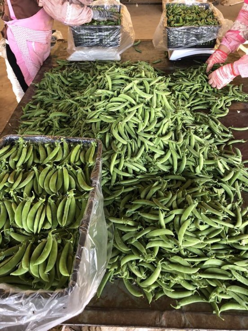 甜豆未饱满