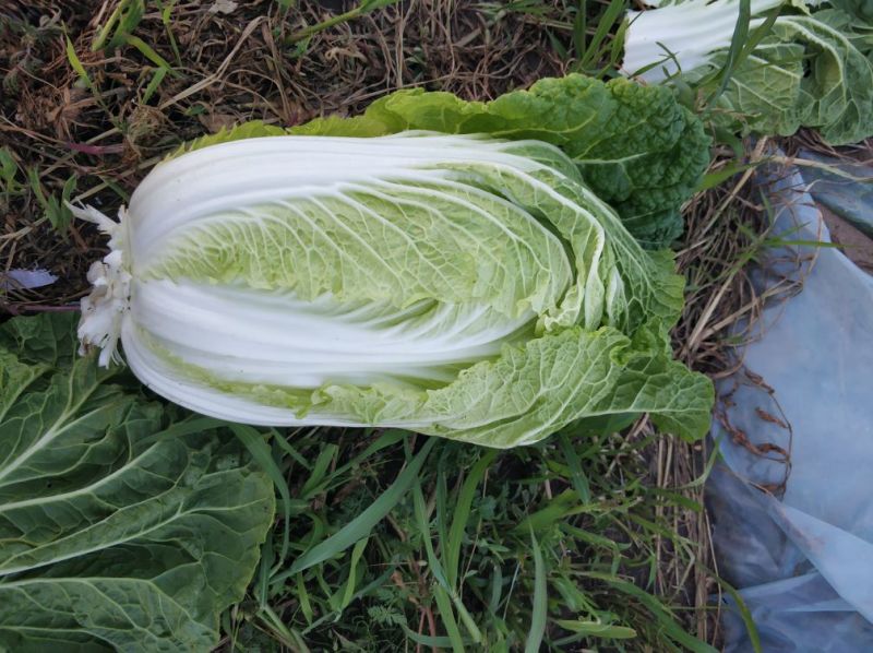 好品白菜