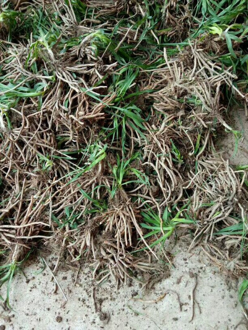 黄花菜种苗高产量黄花菜苗子免费提供技术指导包教包会
