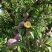 四川大凉山冕宁脆红李