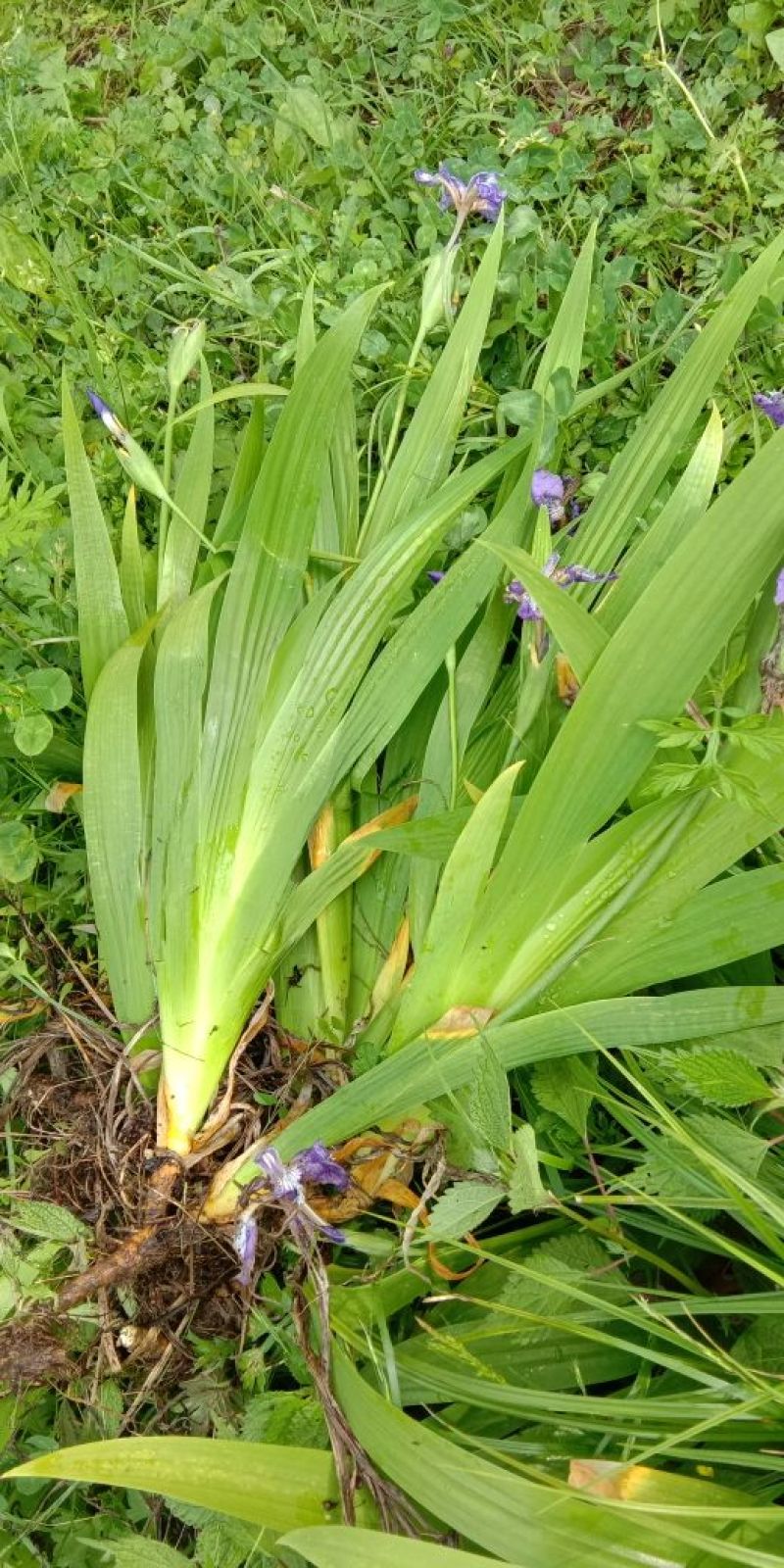 扁竹兰扁竹根蝴蝶兰苗鸢尾紫色兰花又名鸢尾当年开花苗繁殖快