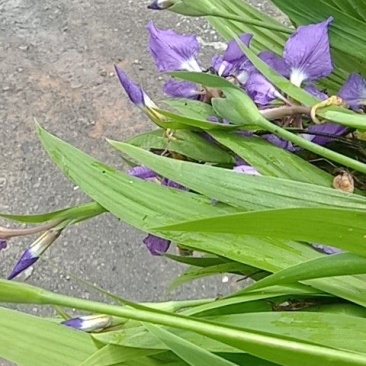 扁竹兰扁竹根蝴蝶兰苗鸢尾紫色兰花又名鸢尾当年开花苗繁殖快