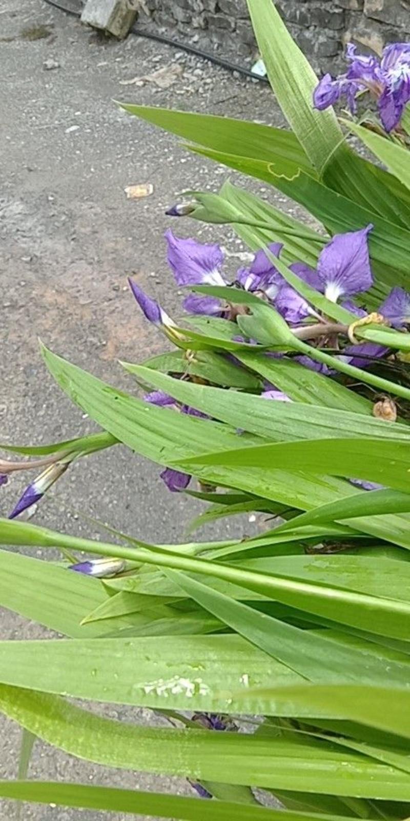扁竹兰扁竹根蝴蝶兰苗鸢尾紫色兰花又名鸢尾当年开花苗繁殖快