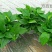 【零售包邮】白盆绿萝4盆/箱广州基地直销