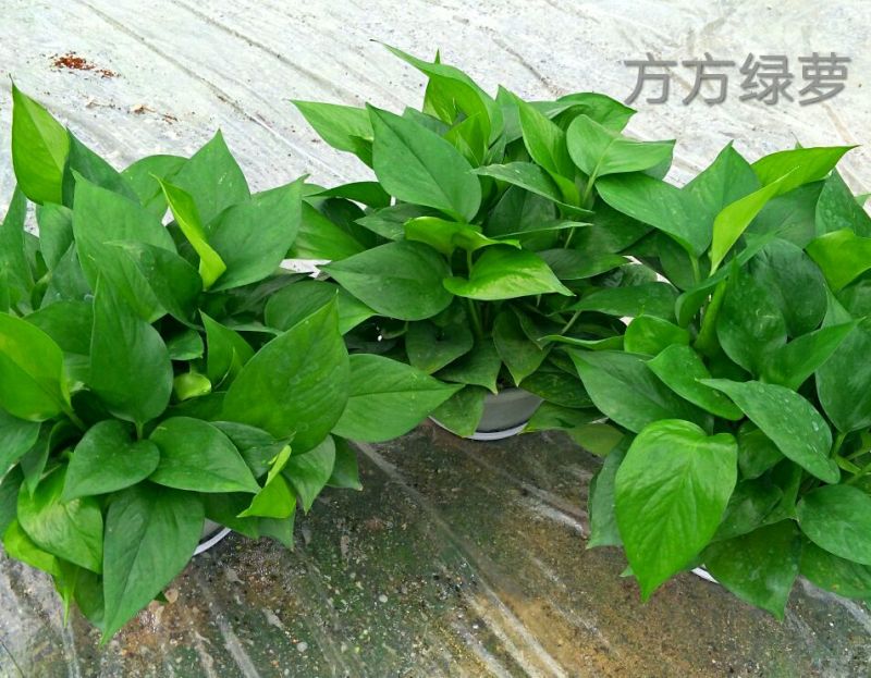 【零售包邮】白盆绿萝4盆/箱广州基地直销