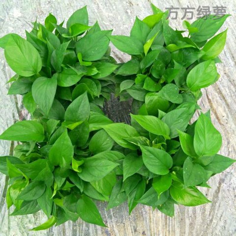 【零售包邮】白盆绿萝4盆/箱广州基地直销