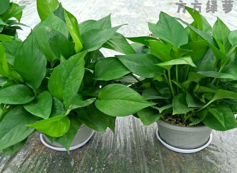 【零售包邮】白盆绿萝4盆/箱广州基地直销