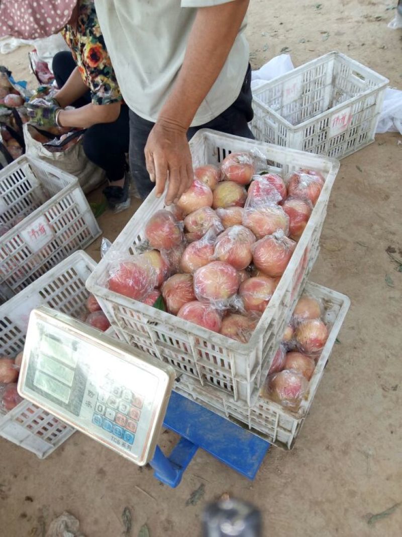 【推荐】山西毛桃，红不软，秦王桃，毛桃75以上