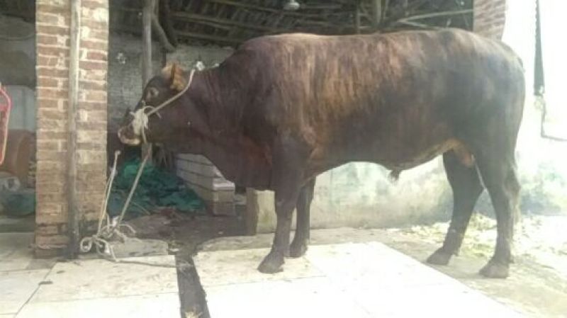黄牛仔