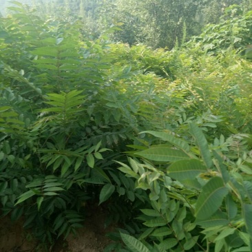 香椿树苗一米以上