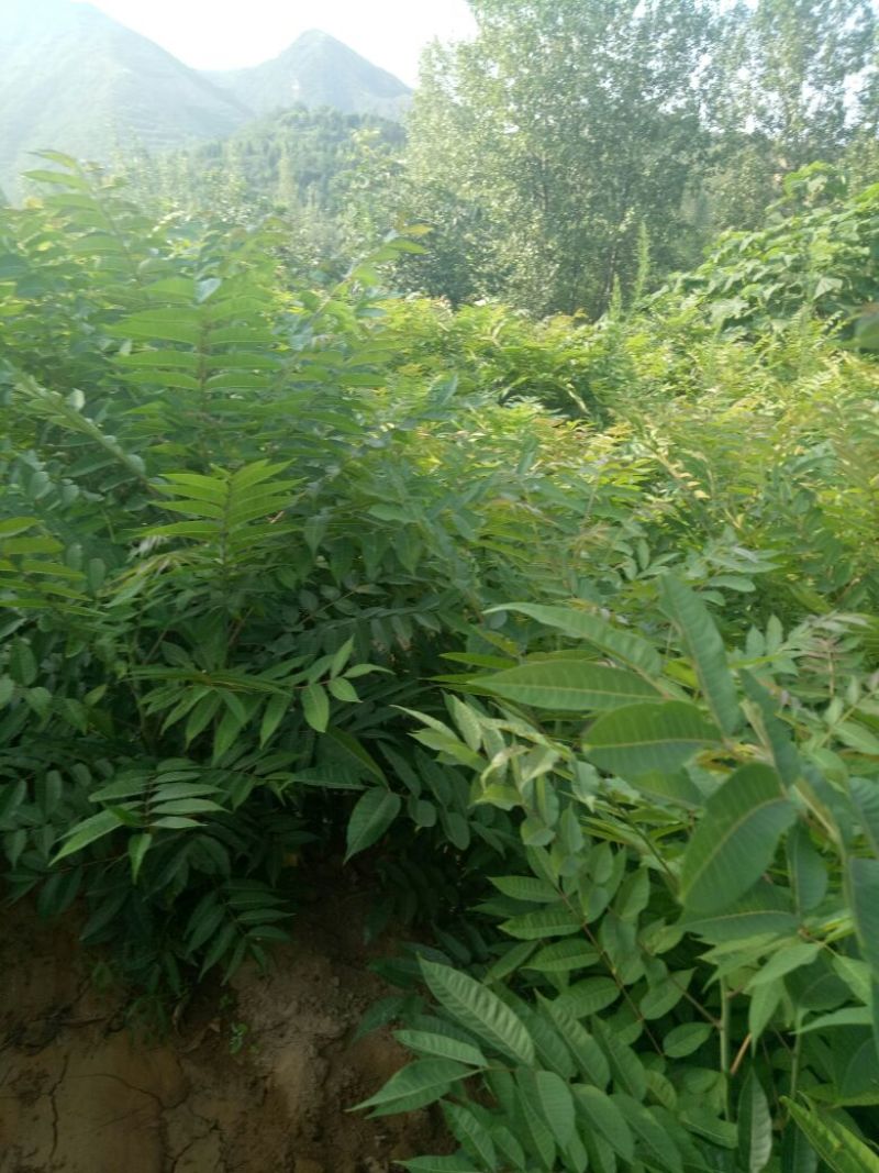 香椿树苗一米以上