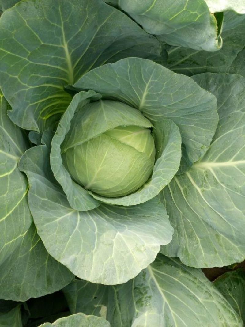 大扁包奥奇呐，出口，泡菜厂专用菜