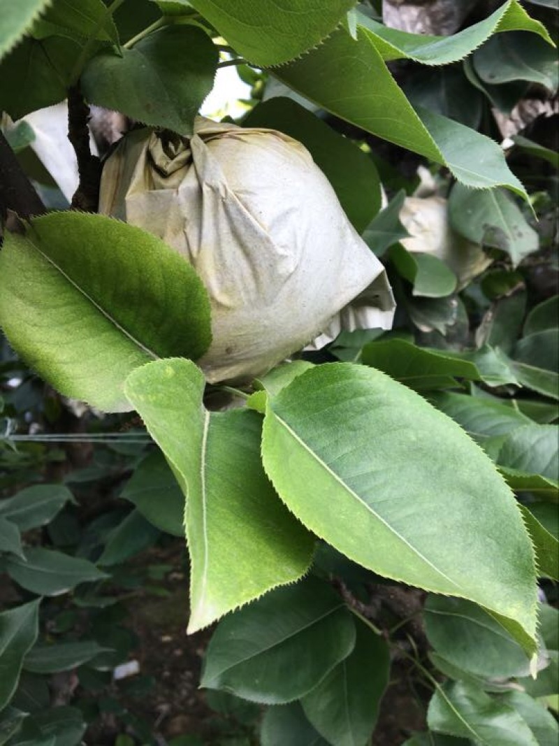 嘎啦苹果70mm以上膜袋