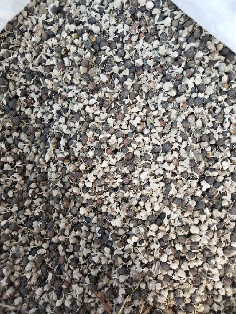 江西单叶蔓荆子种苗刀金子万荆子白背小刀豆