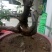 黄荆
