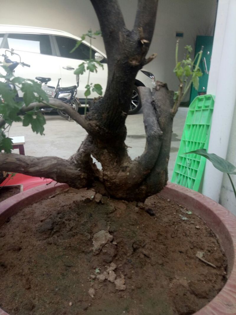 黄荆