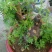 黄荆