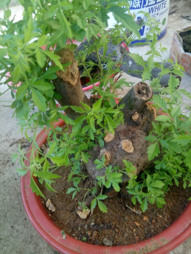 黄荆