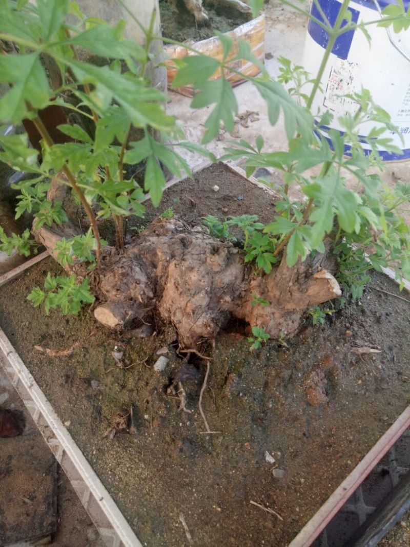 黄荆