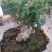 黄荆