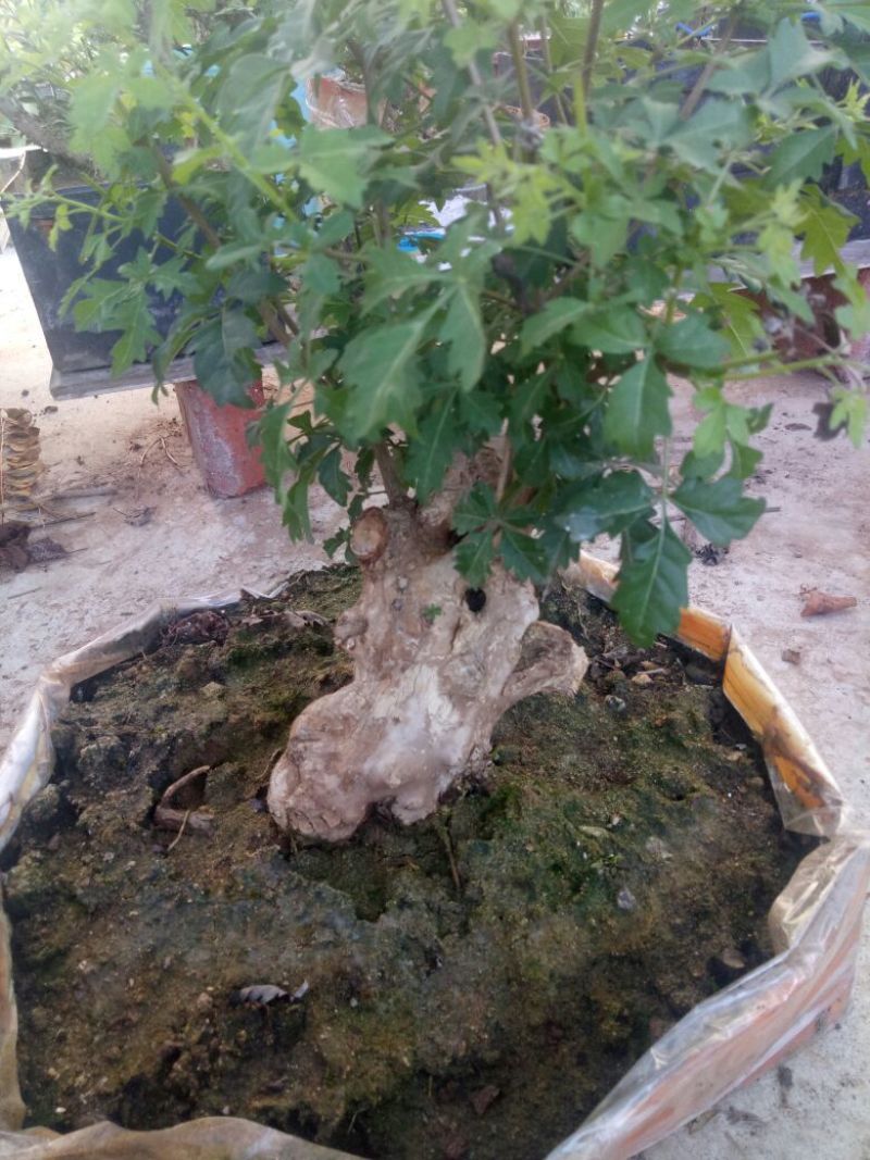 黄荆